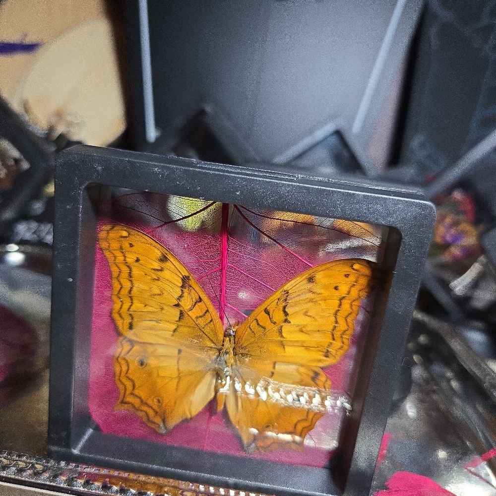 Butterflies in Floating Frame